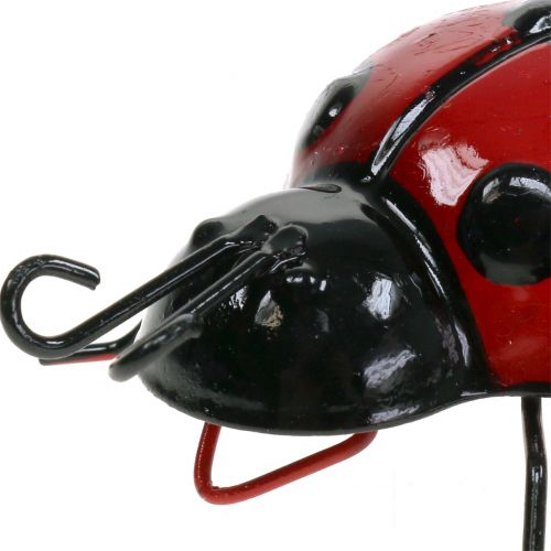 Floristik24 Mariquita 10cm