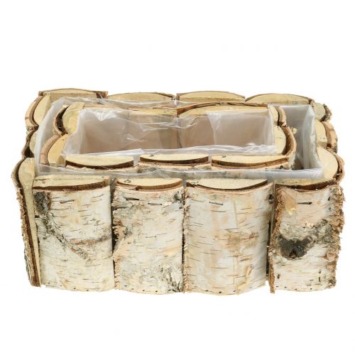 Floristik24 Plantador de abedul 2pcs