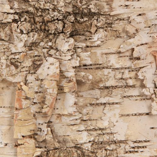 Floristik24 Tiras decorativas de corteza de abedul blanco natural 48×15cm 6 piezas