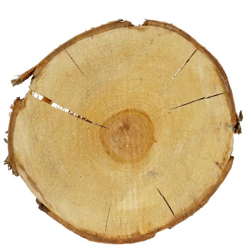 Floristik24 Rebanada de abedul natural Ø30cm - 35cm
