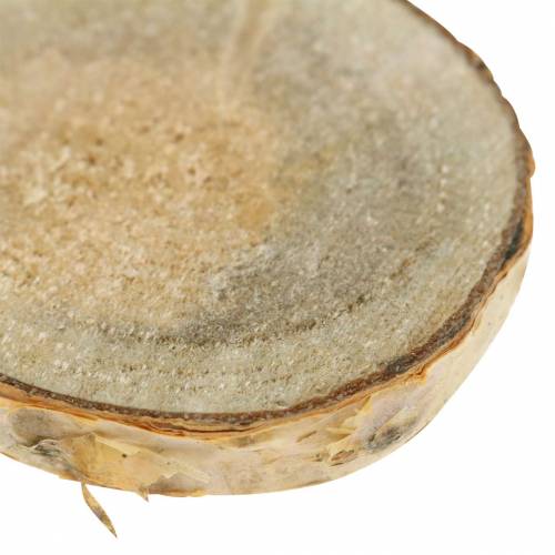 Floristik24 Rodajas de abedul redondas naturales 5cm 1kg para decoración con corteza