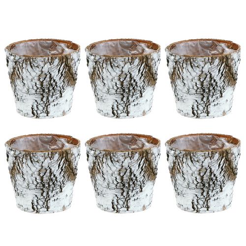 Artículo Macetero de abedul macetero pequeño abedul blanco Ø10cm H8,5cm 6 piezas