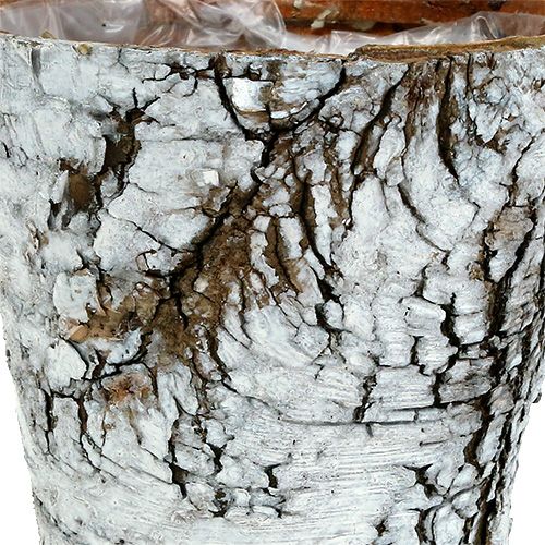 Artículo Maceta de abedul mediana, maceta de abedul blanca, Ø12 cm, altura 10,5 cm, 4 unidades