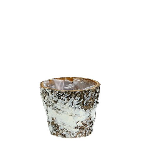 Macetero de abedul mini macetero blanco Ø7cm H7cm 10uds