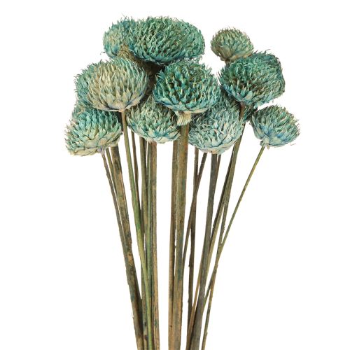 Artículo Flores secas teñidas de margarita negra azul H38-40cm 20 piezas