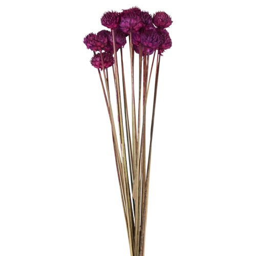 Decoración de flores secas Wild Daisy violeta Al.36cm 20ud