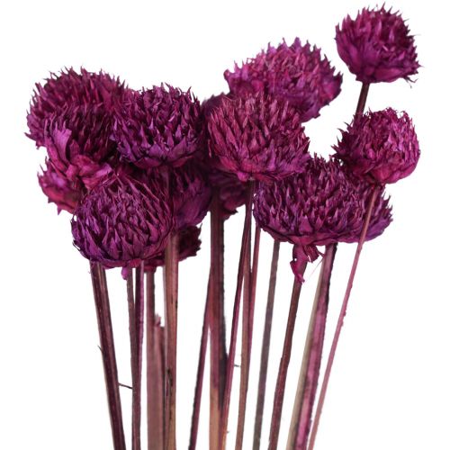 Artículo Decoración de flores secas Wild Daisy violeta Al.36cm 20ud