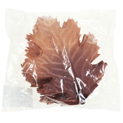 Floristik24 Hoja de roble rojo hojas de otoño deco hojas deco 13×19cm 12pcs