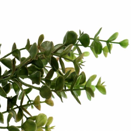 Floristik24 Rama decorativa de boj verde 40cm