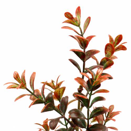 Floristik24 Deco de boj rama otoñal 50cm