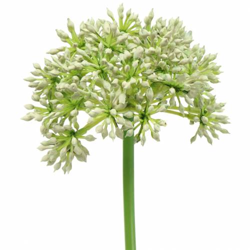 Floristik24 Allium blanco artificial 55cm