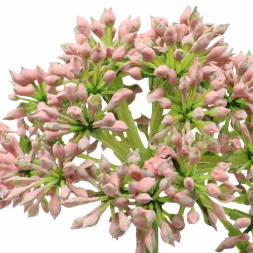 Artículo Allium artificial Rosa 55cm