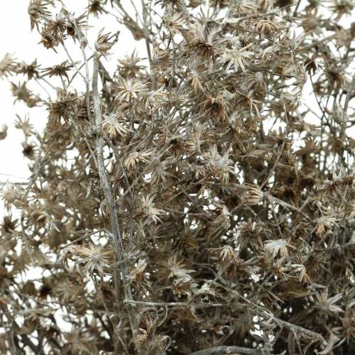 Floristik24 Floristería seca rama de flores silvestres blanco lavado 60cm 100g