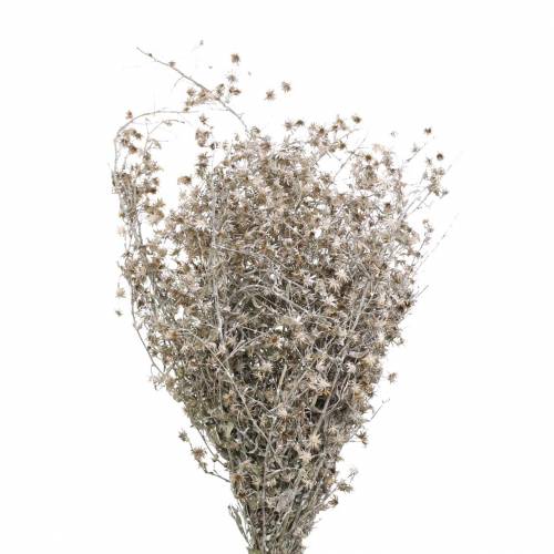 Floristik24 Floristería seca rama de flores silvestres blanco lavado 60cm 100g