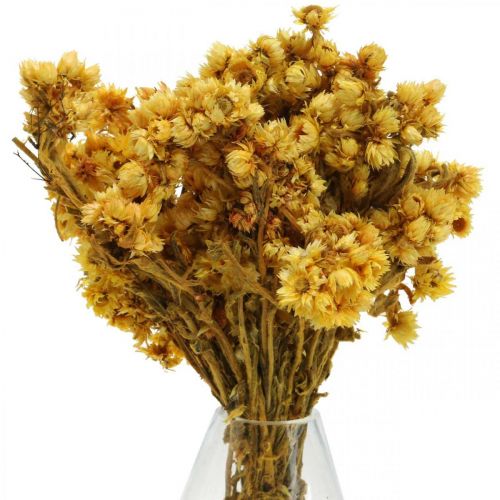 Floristik24 Mini flor de paja ramo de flores secas amarillas ramo seco Al20cm 15g