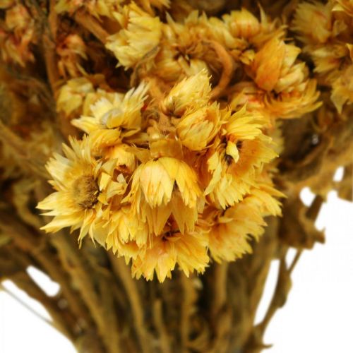 Artículo Mini flor de paja ramo de flores secas amarillas ramo seco Al20cm 15g