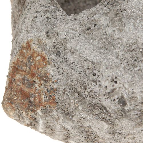 Artículo Maceta de concha de piedra gris antiguo marítimo 22×18×13cm