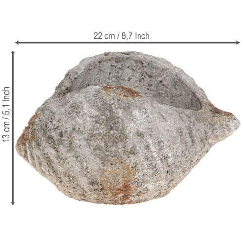 Artículo Maceta de concha de piedra gris antiguo marítimo 22×18×13cm