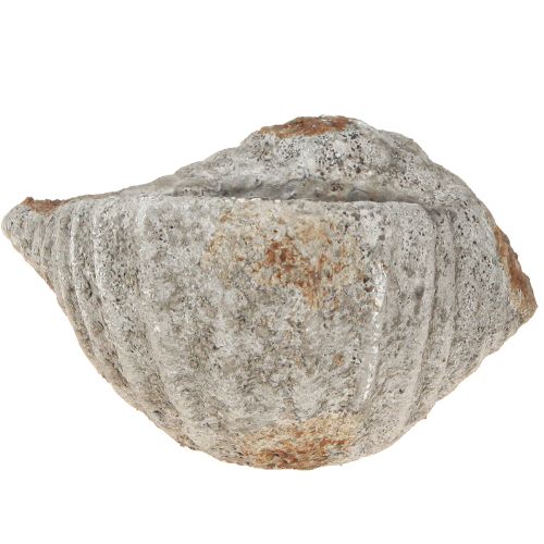 Artículo Maceta de concha de piedra gris antiguo marítimo 22×18×13cm