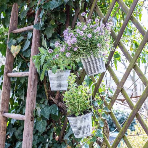 Floristik24 Macetero para colgar metal crema antiguo Ø13cm H11.5cm