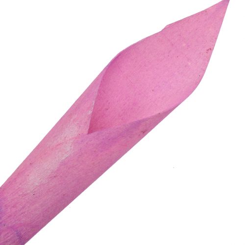 Artículo Flor embudo cigarro calla rosa 18cm - 19cm 12pcs