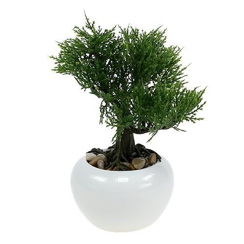 Floristik24 Bonsai en una maceta A20cm