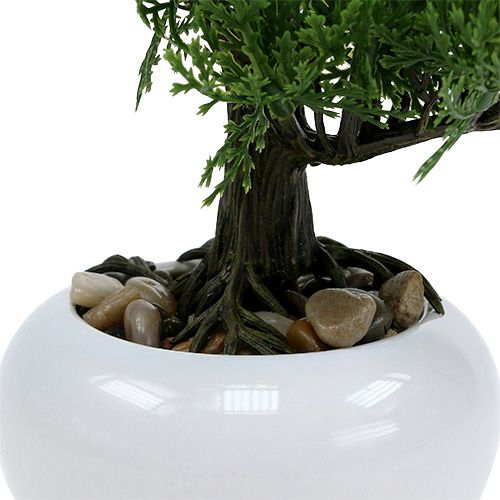 Floristik24 Bonsai en una maceta A20cm
