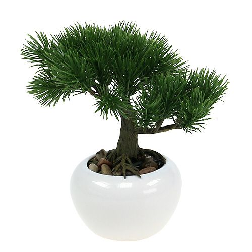 Floristik24 Bonsai en maceta 19cm 1pc