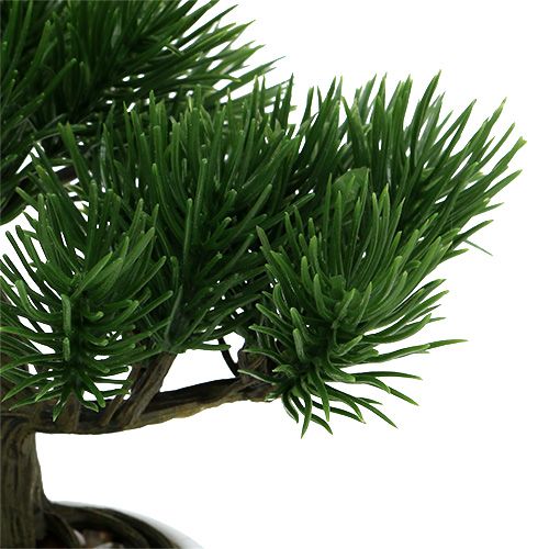 Floristik24 Bonsai en maceta 19cm 1pc