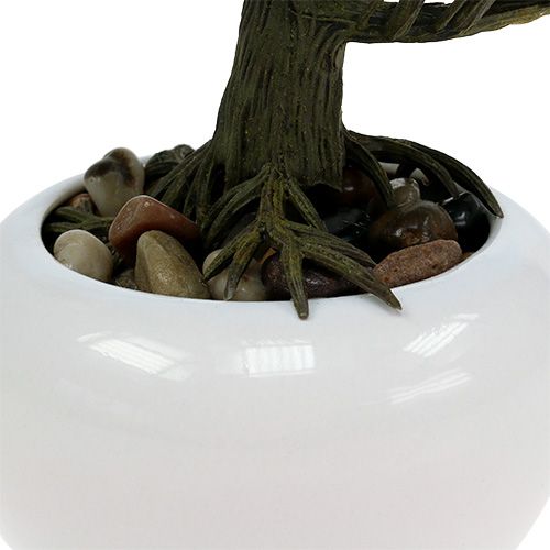 Floristik24 Bonsai en maceta 19cm 1pc