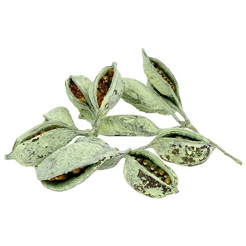 Braquiciton Verde helado 500g