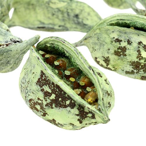Artículo Braquiciton Verde helado 500g