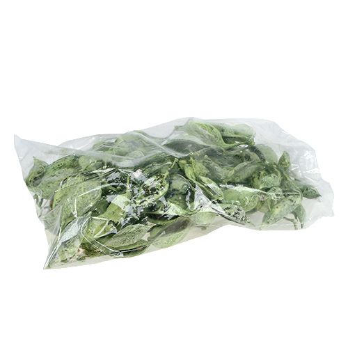 Artículo Braquiciton Verde helado 500g