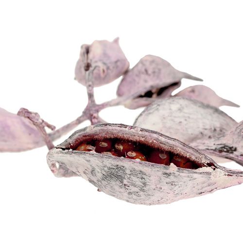 Artículo Brachyciton mora helada 500g