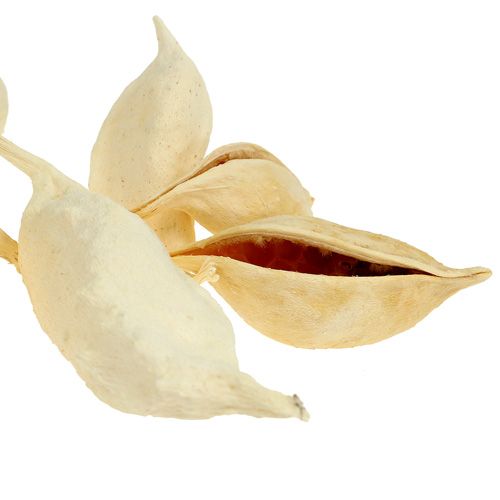 Artículo Braquiciton blanqueado 500g