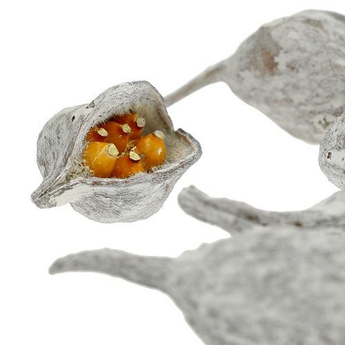 Artículo Brachyciton blanco lavado 500g