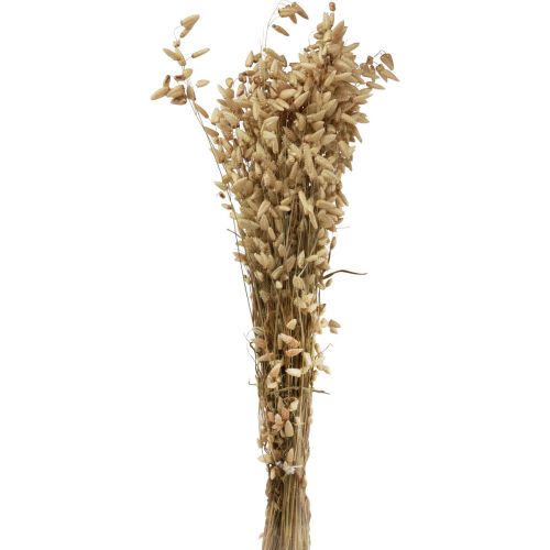 Artículo Hierba temblorosa flor seca hierba ornamental Briza natural 60cm 100g