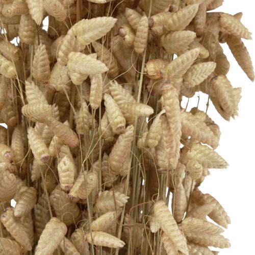Floristik24 Hierba temblorosa flor seca hierba ornamental Briza natural 60cm 100g