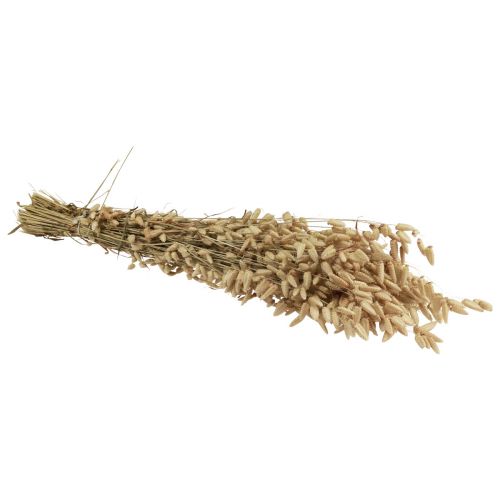 Floristik24 Hierba temblorosa flor seca hierba ornamental Briza natural 60cm 100g