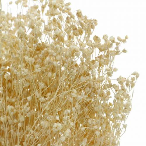 Floristik24 Flores Secas Escoba Bloom Blanqueada 140g
