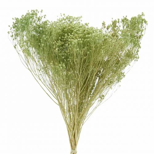 Floristik24 Flores Secas Escoba Bloom Verde Claro 150g