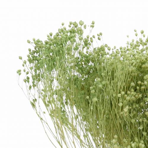 Floristik24 Flores Secas Escoba Bloom Verde Claro 150g