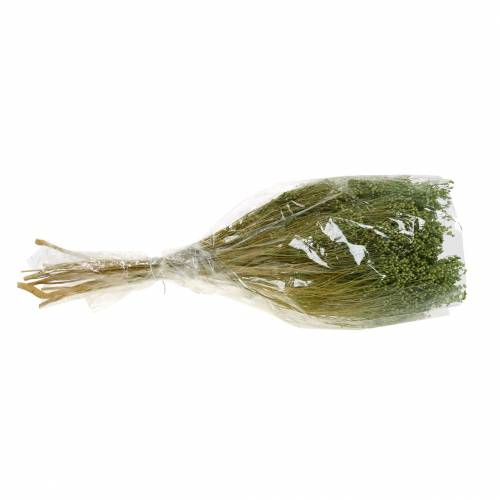 Floristik24 Flores Secas Escoba Bloom Verde Claro 150g