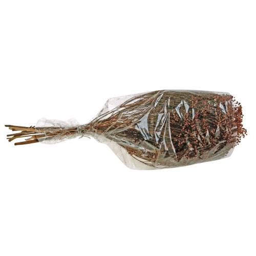 Floristik24 Flores Secas Escoba Bloom Marrón 170g
