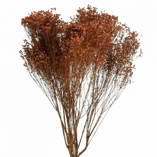 Floristik24 Flores Secas Escoba Bloom Marrón 170g