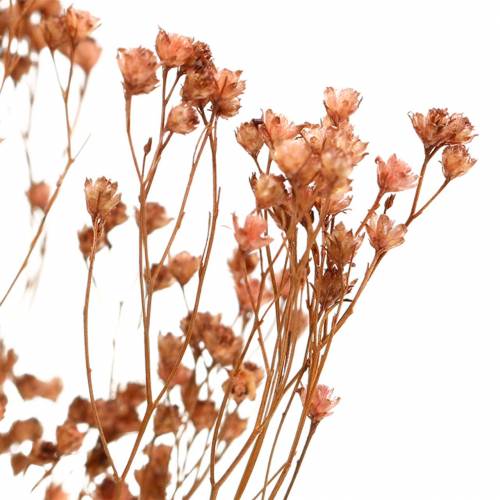 Floristik24 Flores Secas Escoba Bloom Marrón 170g