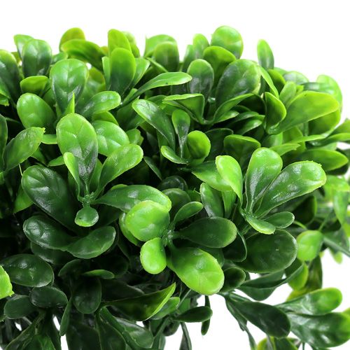Floristik24 Rama de boj verde L20cm 12pcs