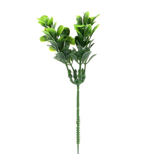 Floristik24 Rama de boj verde L20cm 12pcs