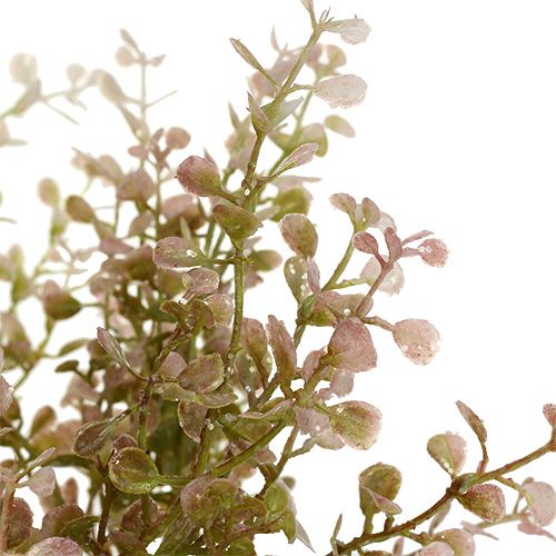 Floristik24 Rama de boj rosa, rosa con mica 32cm