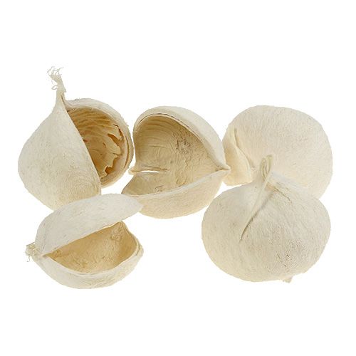 Floristik24 Nuez de Buda blanqueada 10 piezas